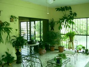 indoor_plants_one