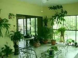 indoor_plants_view